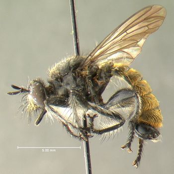 Media type: image;   Entomology 13472 Aspect: habitus lateral view